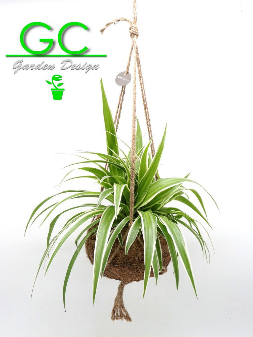 Kokedama con clorofito