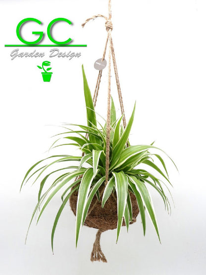 Kokedama con clorofito