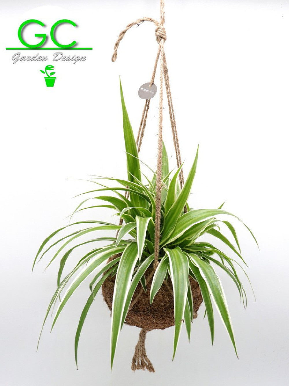 Kokedama con clorofito