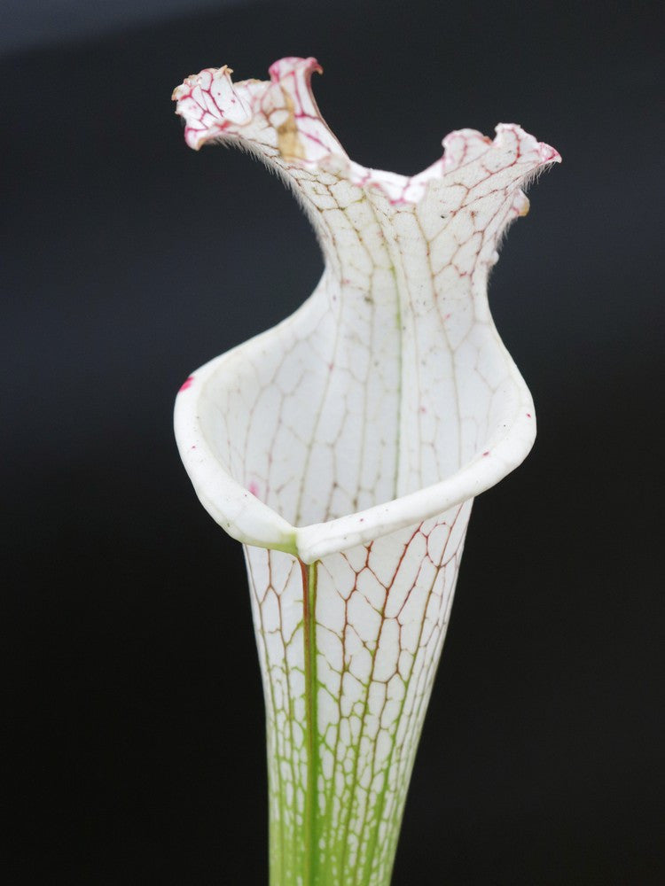 L13 GC  Sarracenia leucophylla var. alba