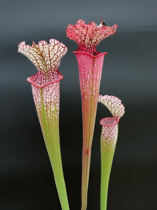 L8 GC  Sarracenia leucophylla