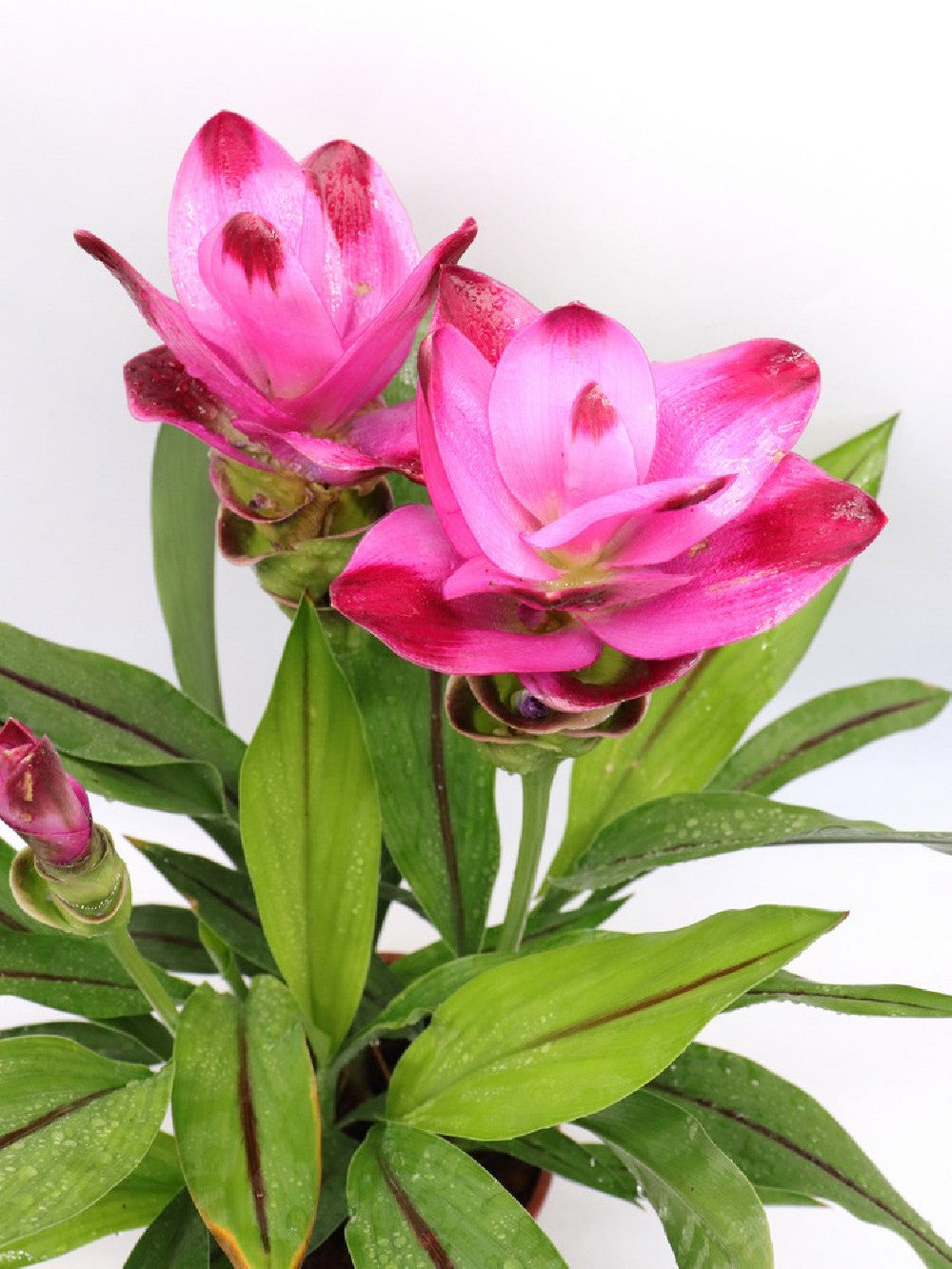 La pianta della Curcuma
