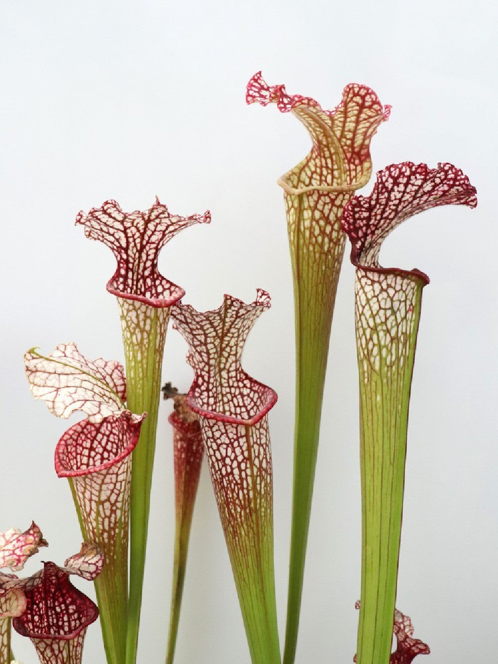 Leucophylla hybrid , assorted clones from seed