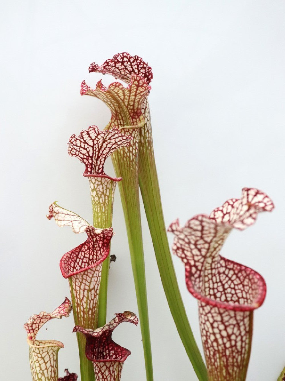 Leucophylla hybrid , assorted clones from seed