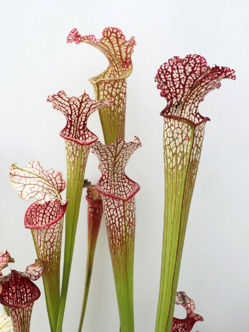 Leucophylla hybrid , assorted clones from seed