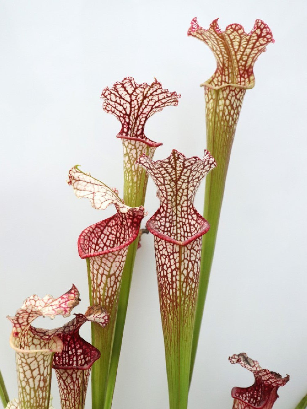 Leucophylla hybrid , assorted clones from seed
