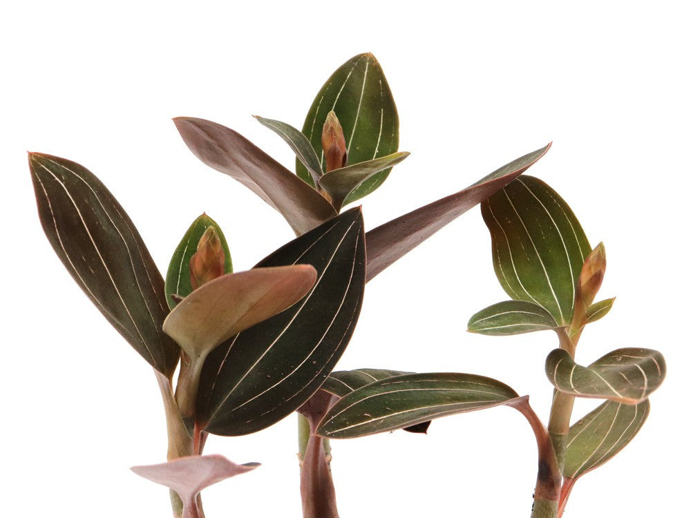 Ludisia discolor   Orchidea Gioiello