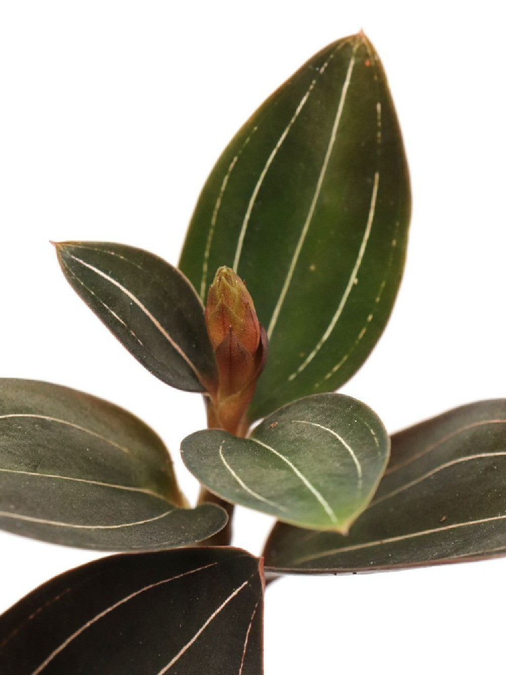 Ludisia discolor   Orchidea Gioiello
