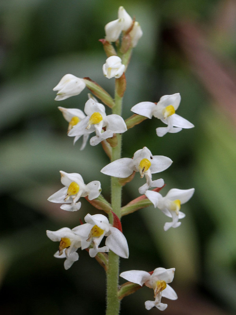 Ludisia discolor   Orchidea Gioiello