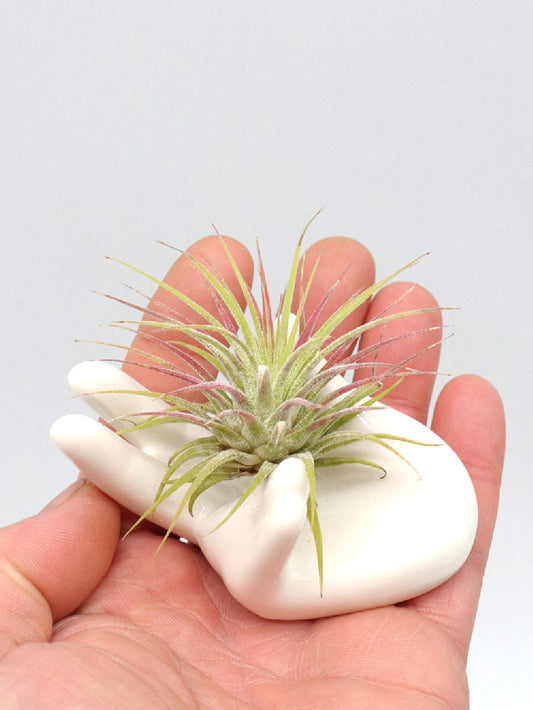 Mano in ceramica per supporto TILLANDSIA