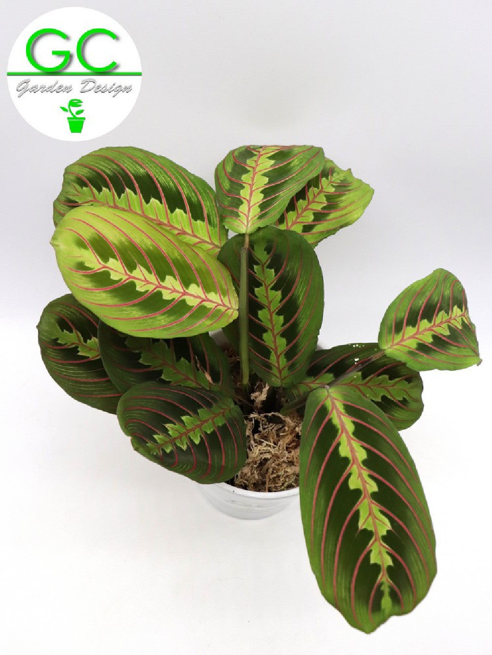 Display Maranta Collection Prayer Plant – Giardino Carnivoro