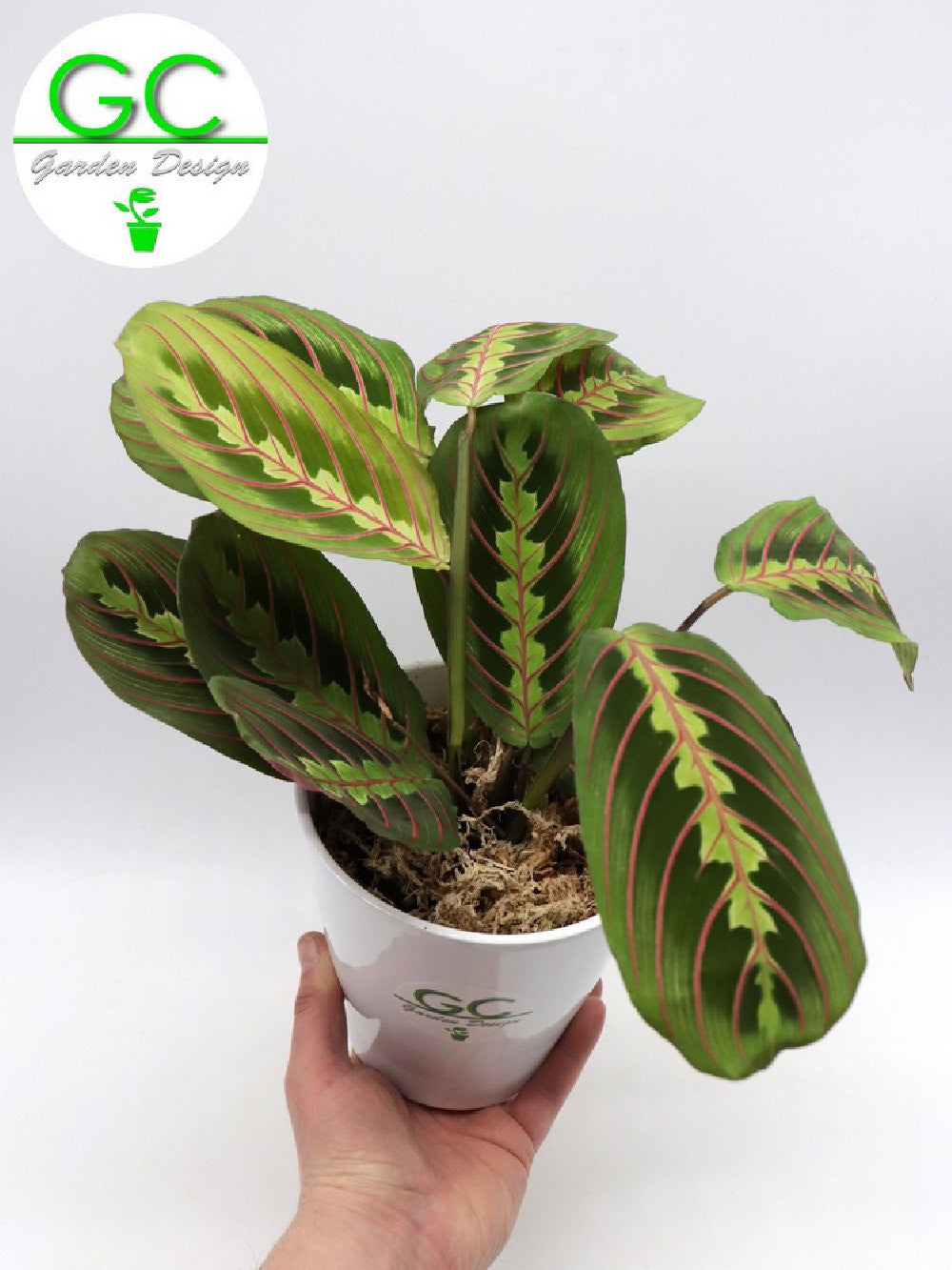 Display Maranta Collection Prayer Plant – Giardino Carnivoro