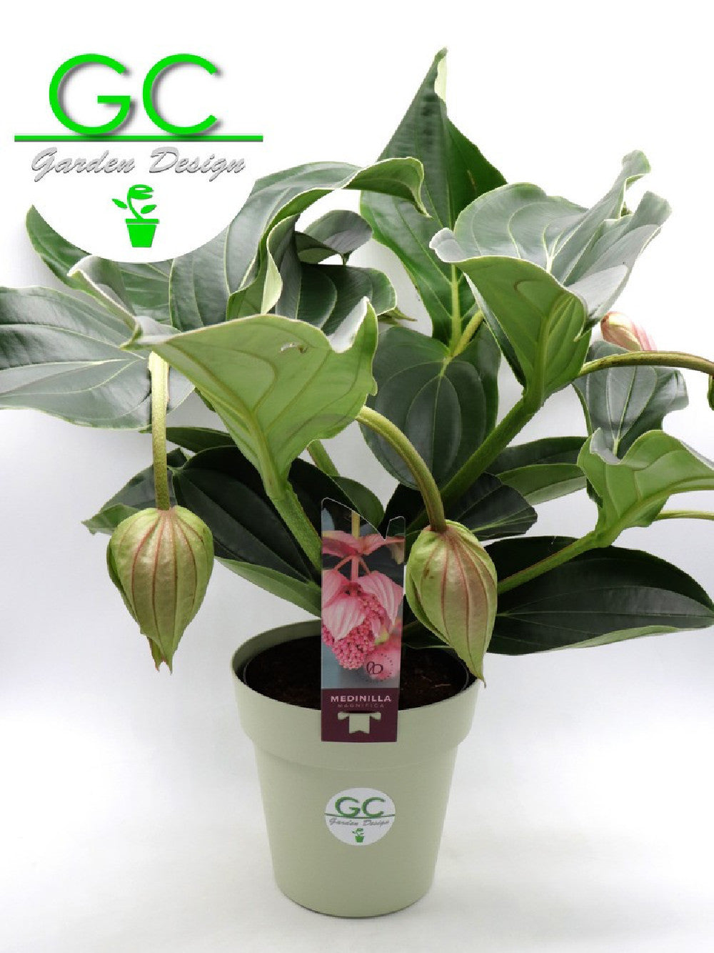 Medinilla magnifica