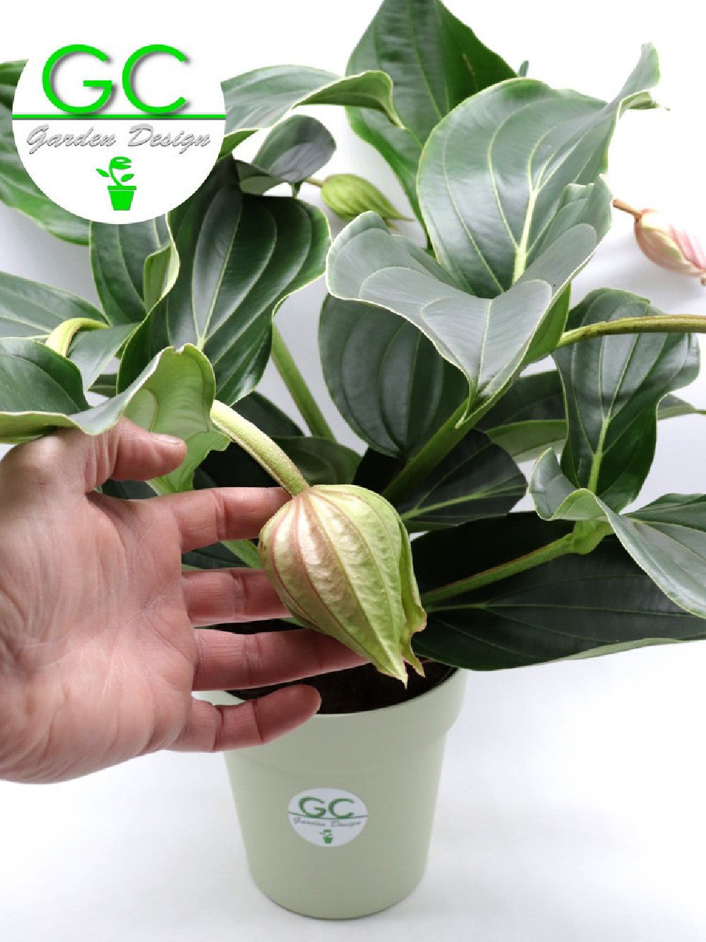 Medinilla magnifica