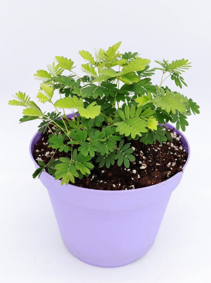 Mimosa pudica - Sensitiva