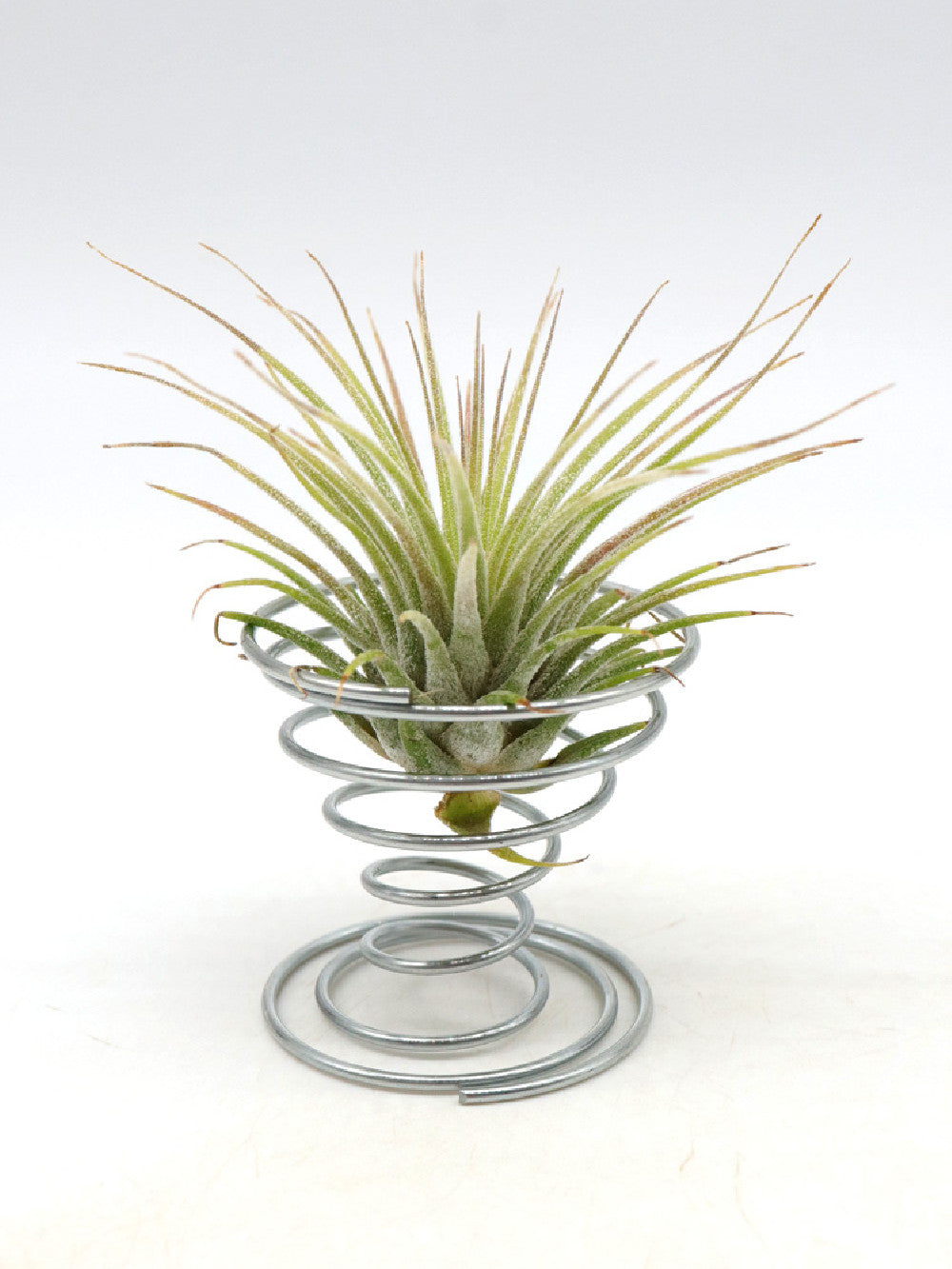 Molla per sostegno TILLANDSIA