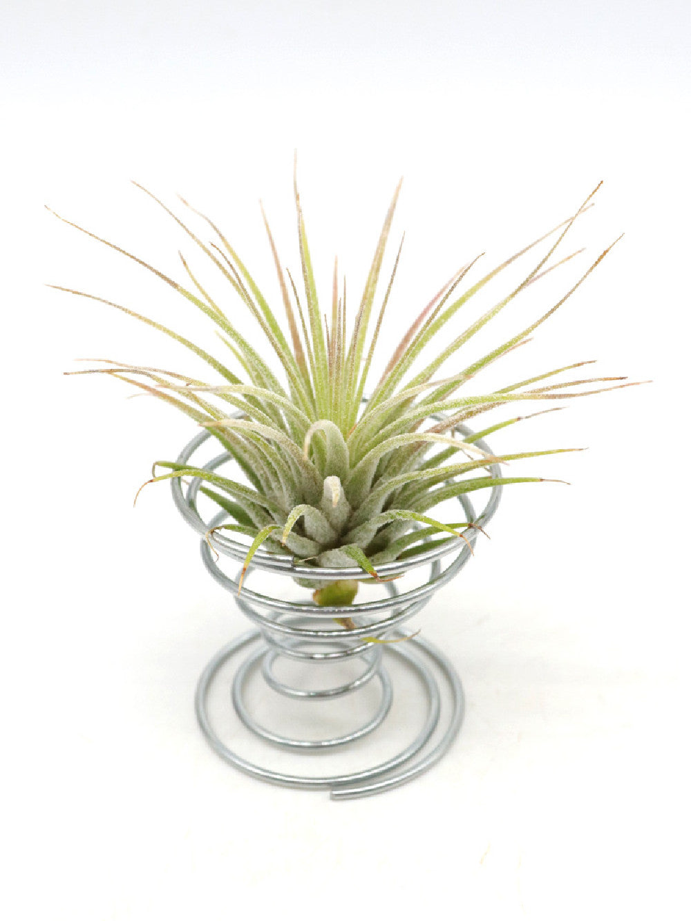 Molla per sostegno TILLANDSIA