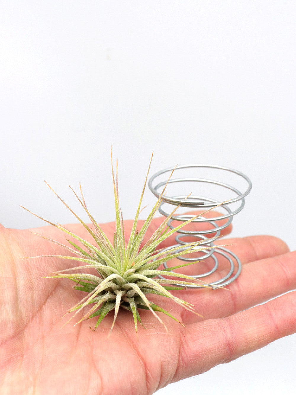 Molla per sostegno TILLANDSIA