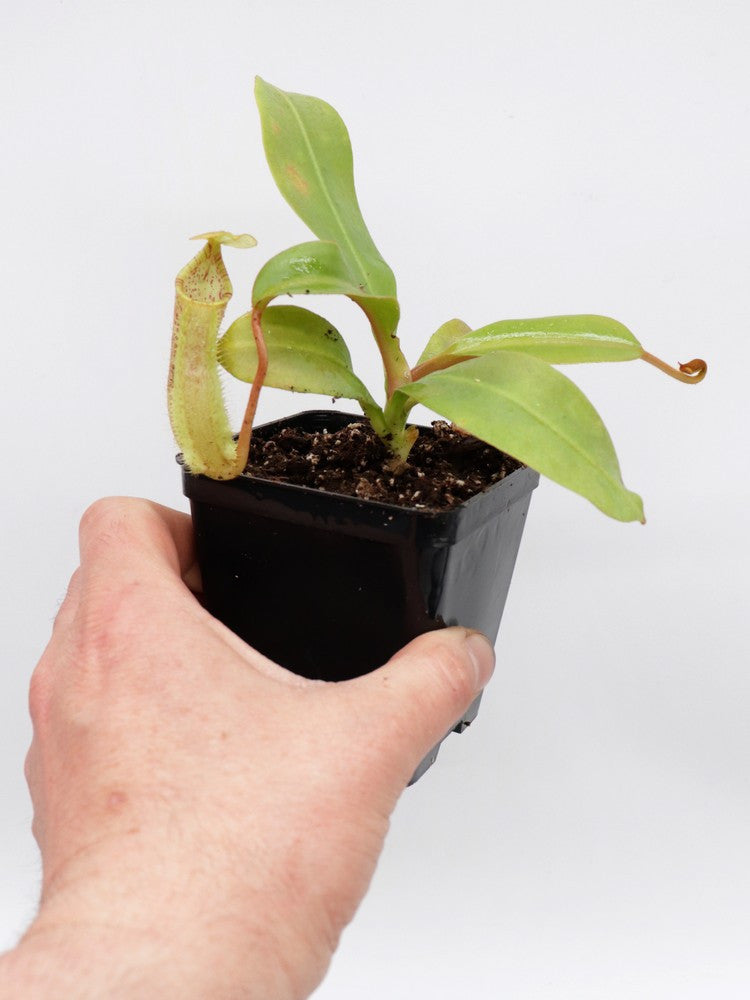 N. X (veitchii x burbidgeae) x ( thorelli x aristolochioides)