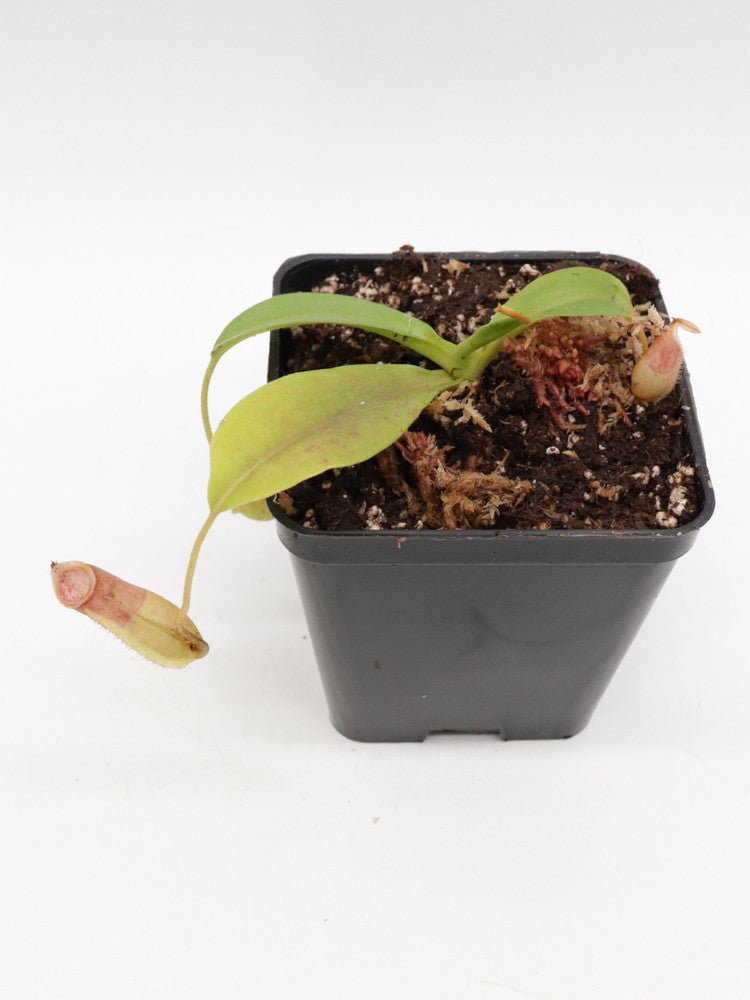 N. X (veitchii x burbidgeae) x ( thorelli x aristolochioides)