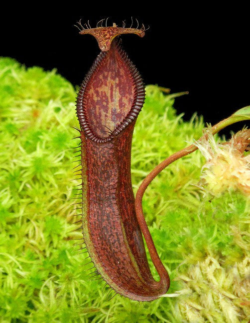 N. (Singalana x hamata) x hamata  BE-4576