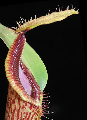 N.  hamata 'Tambusisi' x veitchii 'Sungai Samba' BE-4086