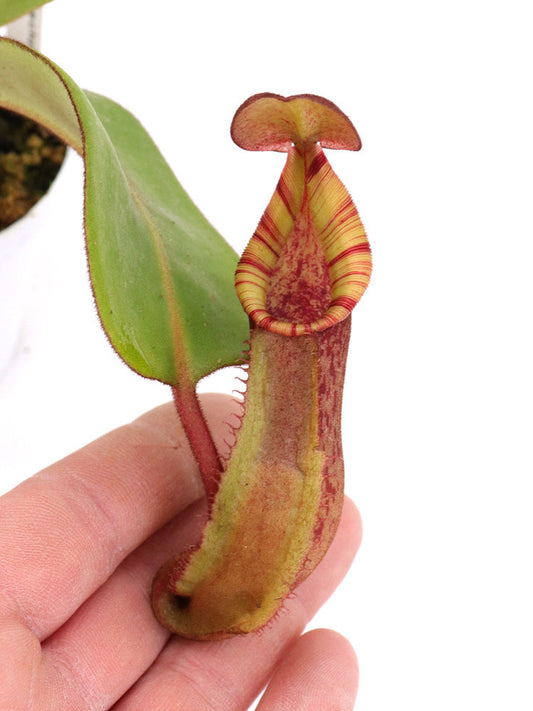 N. (spathulata x spectabilis Pinapan) x veitchii
