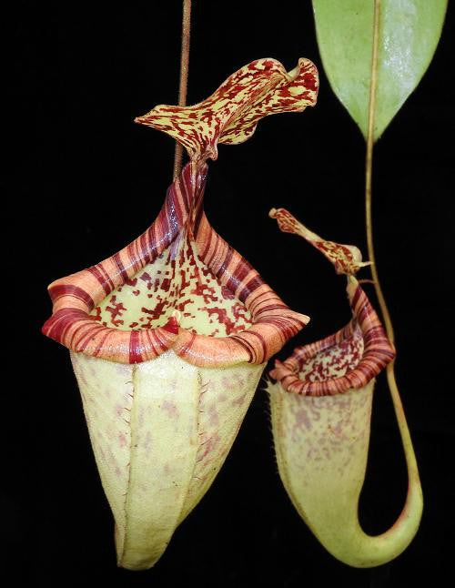 N. burbidgeae x platychila  BE-3886