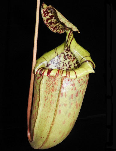N. burbidgeae x sibuyanensis  BE-3974
