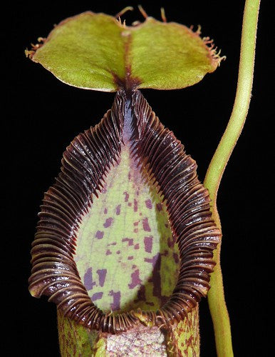 N. hamata x robcantley  BE-3755