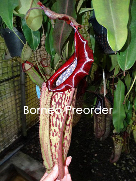 N. maxima x boschiana  BE-4062