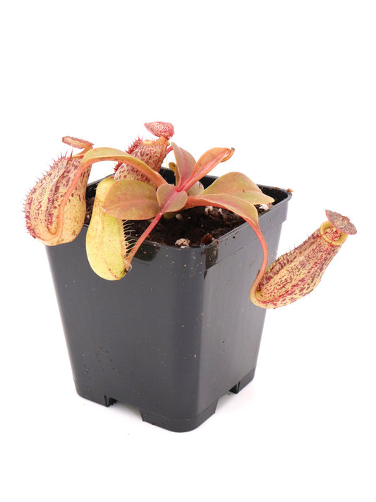N. robcantley x (aristolochioides x spectabilis)  BE-3966