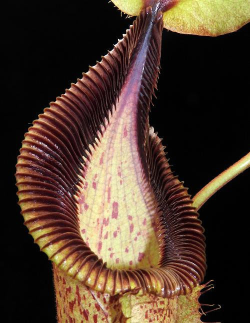 N. robcantley x hamata  BE-3958
