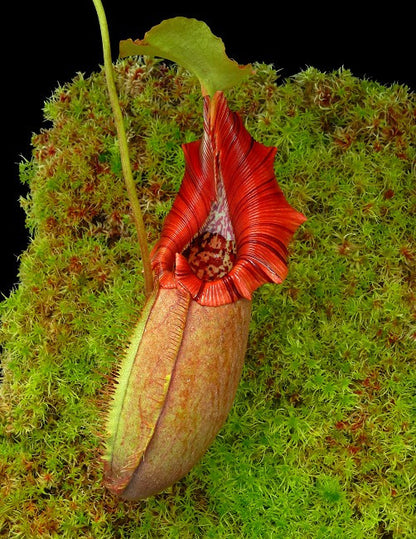 N. robcantley x ovata  BE-3996
