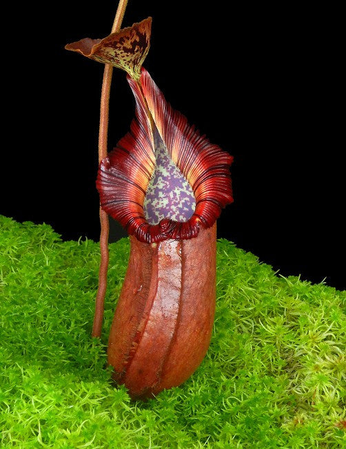 N. robcantleyi x (burbidgeae x edwardsiana)  BE-4023