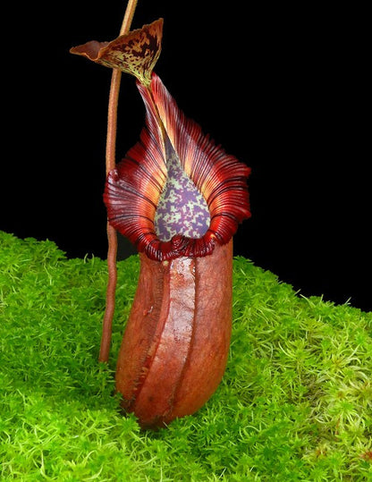 N. robcantleyi x (burbidgeae x edwardsiana)  BE-4023