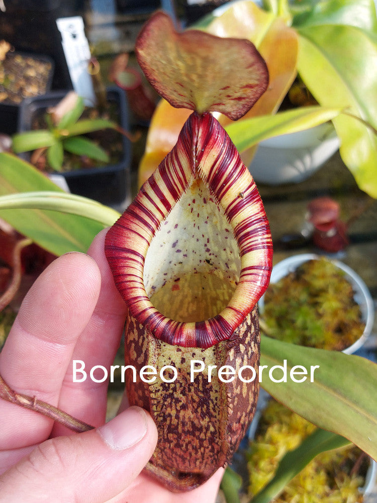 N. spectabilis x mira  BE-3181