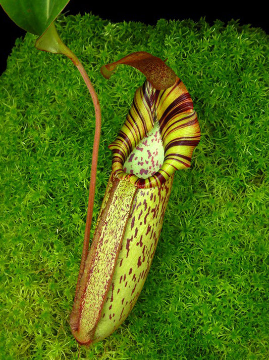 N. spectabilis x robcantleyi  BE-4554