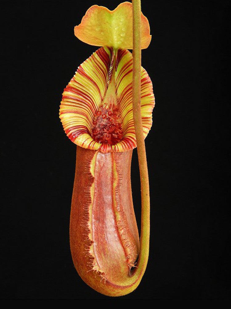 N. x "Trusmadiensis" x robcantleyi  BE-4022
