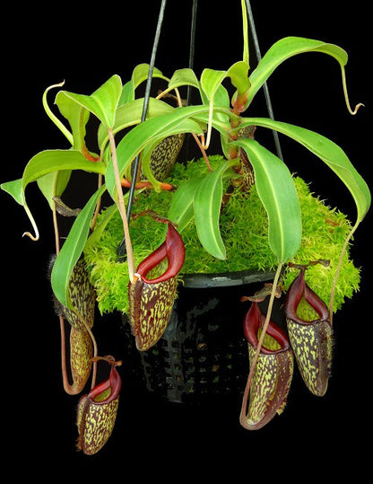 N. x 'Lady Pauline'  (maxima x talangensis)  BE-3298