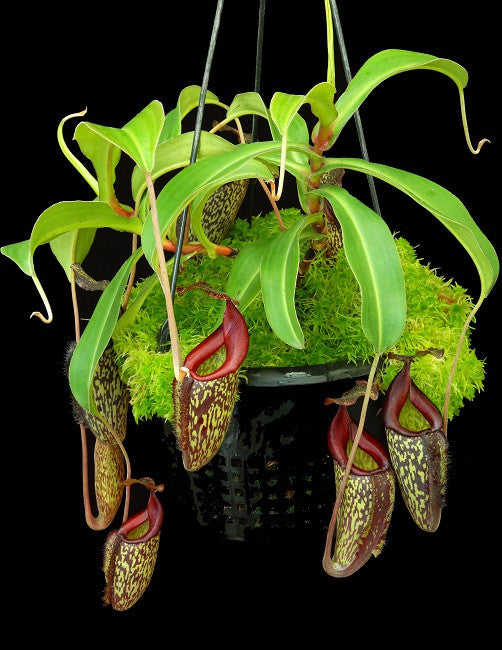 N. x 'Lady Pauline'  (maxima x talangensis)  BE-3298