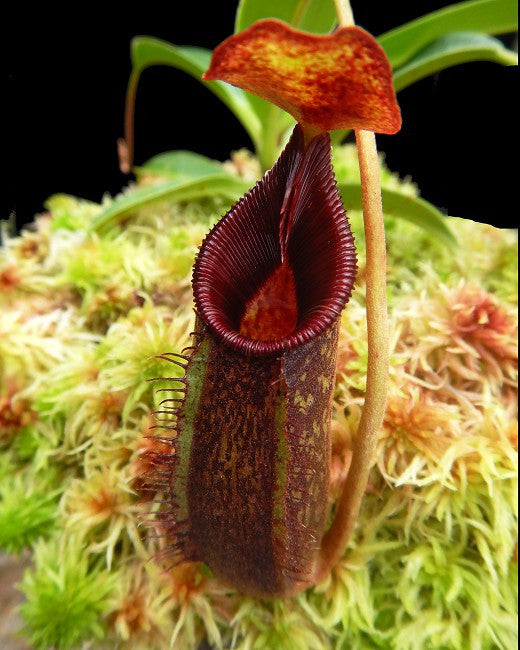 N. x 'Trusmadiensis' x aristolochioides   BE-4511
