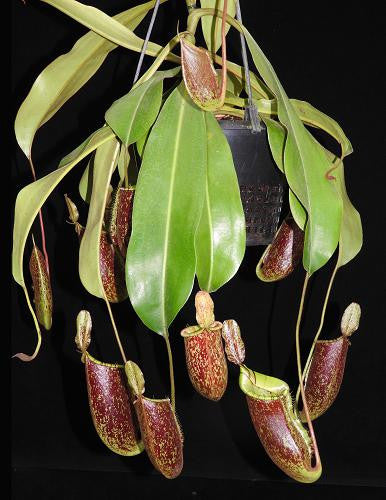 N. x ampullaria x (veitchii x lowii)   BE-4027