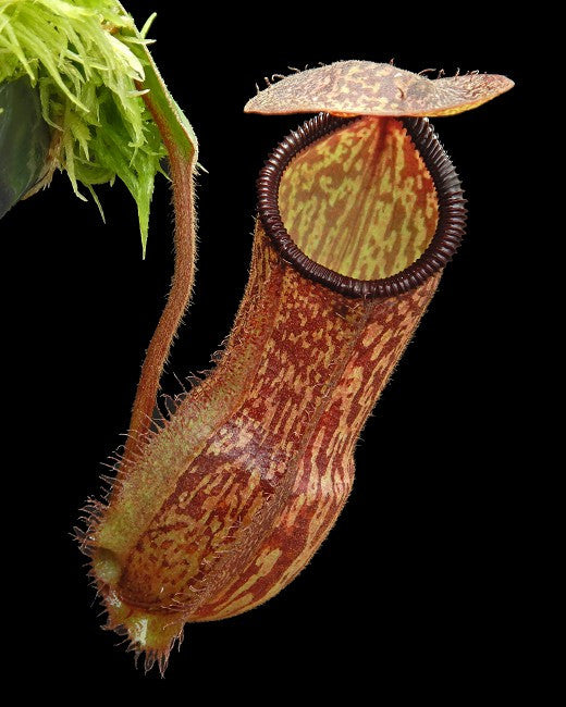N. x hamata x klossii  BE-4562