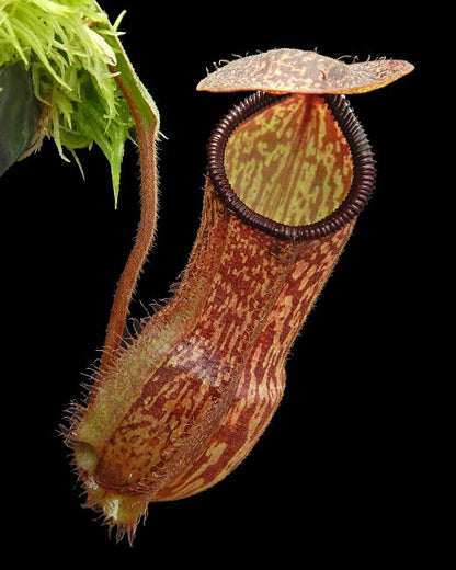 N. x hamata x klossii  BE-4562
