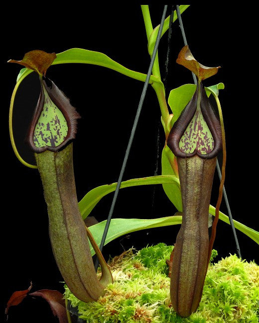N. x ramispina x robcantleyi  BE-3939