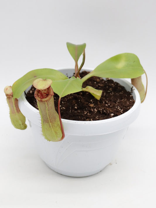 N. x ventricosa x truncata