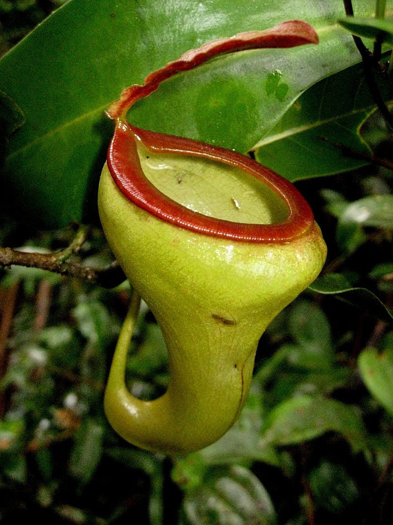 N.x Pyriformis   (Inermis x talangensis seedgrow)