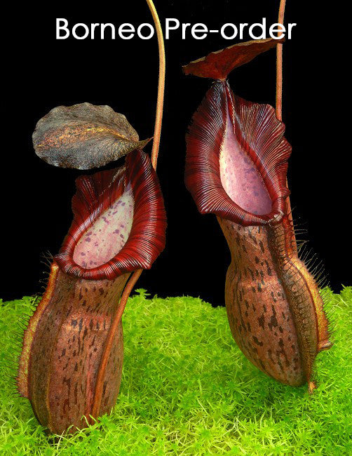 N.x 'Helen'  spathulata x spectabilis  BE-4528