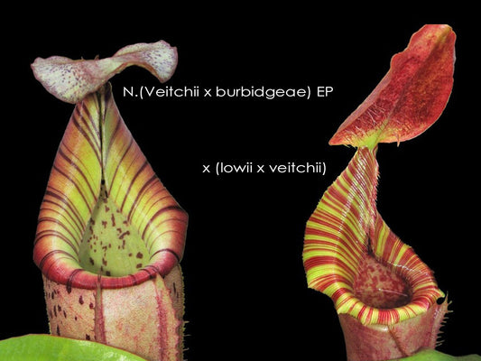 N.x (Veitchii x Burbidgeae)EP x (Lowii x veitchii)